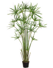Papyrus Grass 5ft