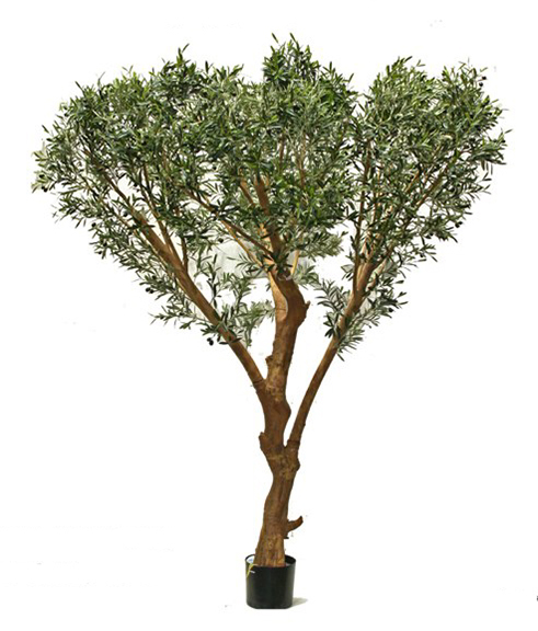 Italian Olive Tree 8.5'