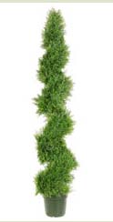 6' Spiral Cypress Topiary