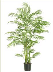 Areca Palm - 5 Ft