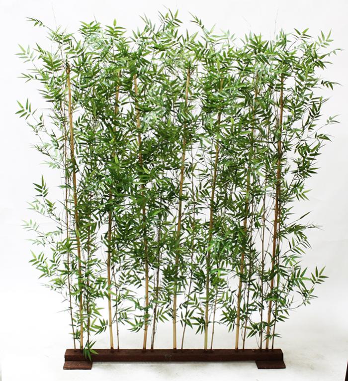 Bamboo Hedge 6'