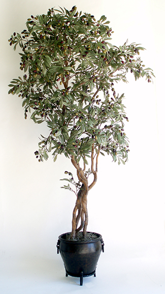 Olive Tree - 6.5 ft