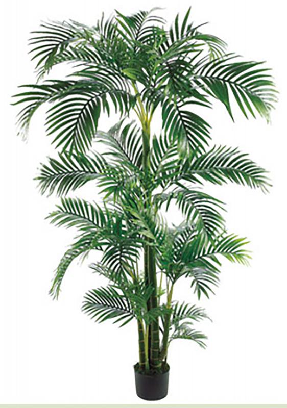 Tropical Kentia Palm 7ft
