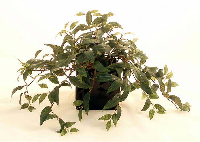 Ruscus Ivy Planter