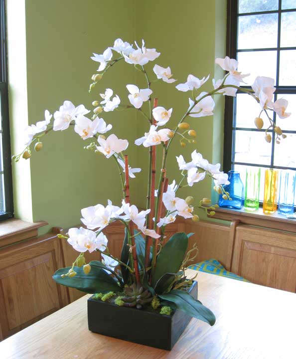 White Phalaenopsis In Box