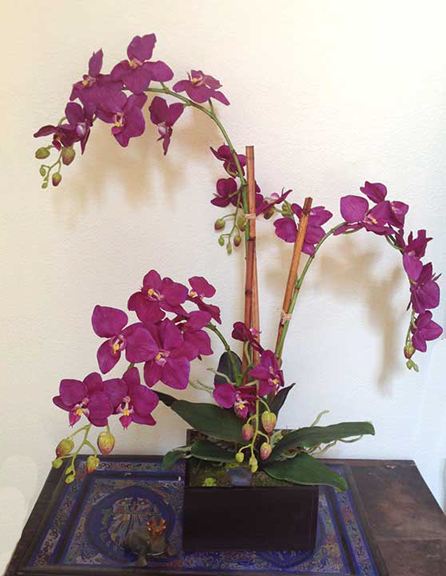 Phalaenopsis Orchid Purple x3