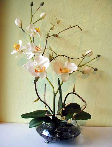 Phalaenopsis Orchid White