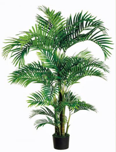 Tropical Kentia Palm 6ft