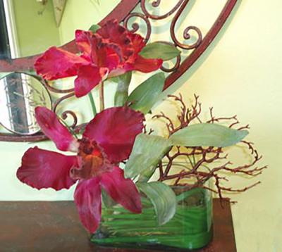 Cattleya Orchids in Oval