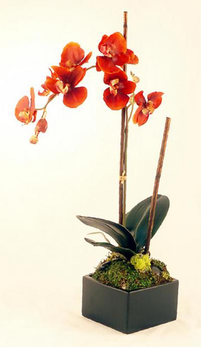 Rust Phalenopsis Orchid