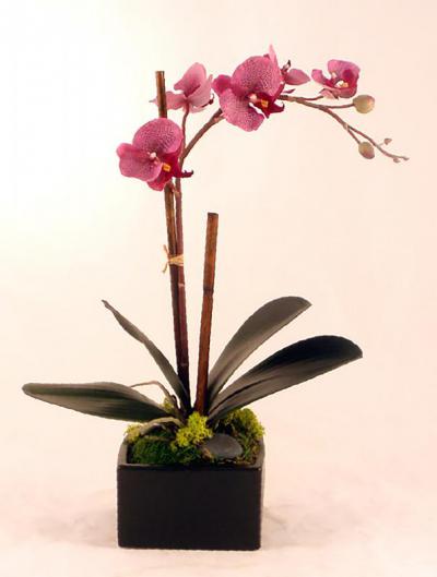 Purple Phalenopsis Orchid