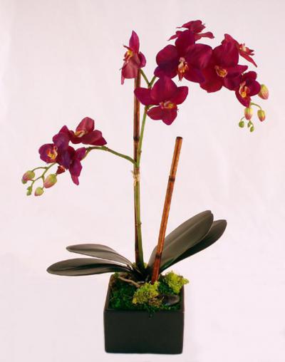 Purple Phalaenopsis Orchid In Square
