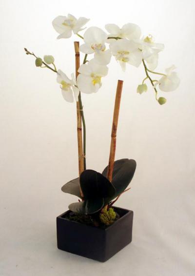 Phalaenopsis Orchid in Sq