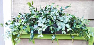 Fittonia & Ruscus Ivy Ledge Garden