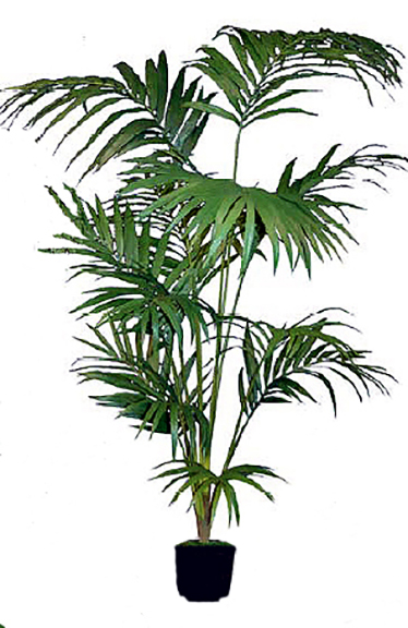 Kentia Palm 10 ft