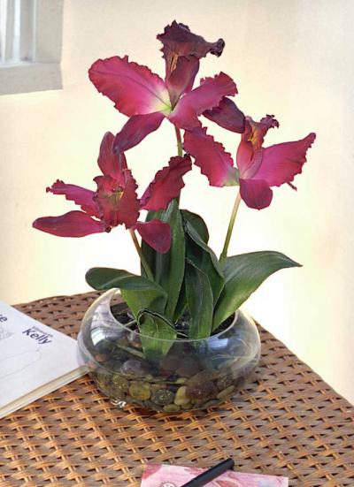 Burgundy Cattleya Orchid Arrangement