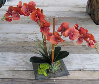 Phalaenopsis Orchid Flame Red