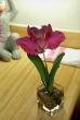 red_cattleya_orchid_flower-1.jpg